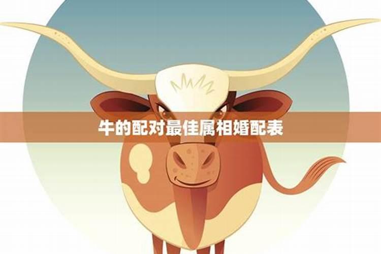 牛男之婚配：寻找最佳伴侣