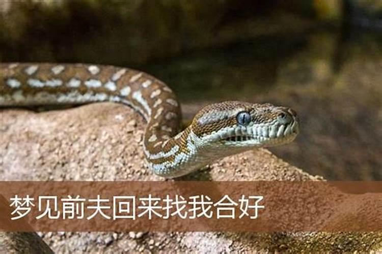 梦见前夫回来了什么意思