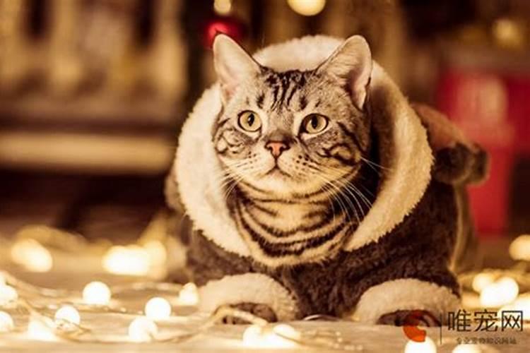 什么属相不能养猫是真的还是假的猫到底是招财还是来灾