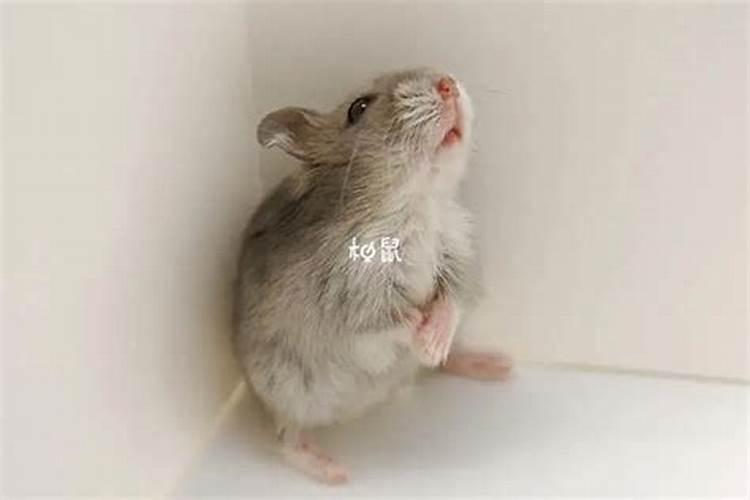 谁梦到老鼠生男孩了