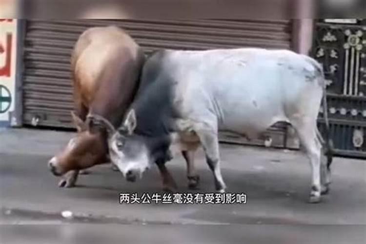 本命年为什么不能订婚