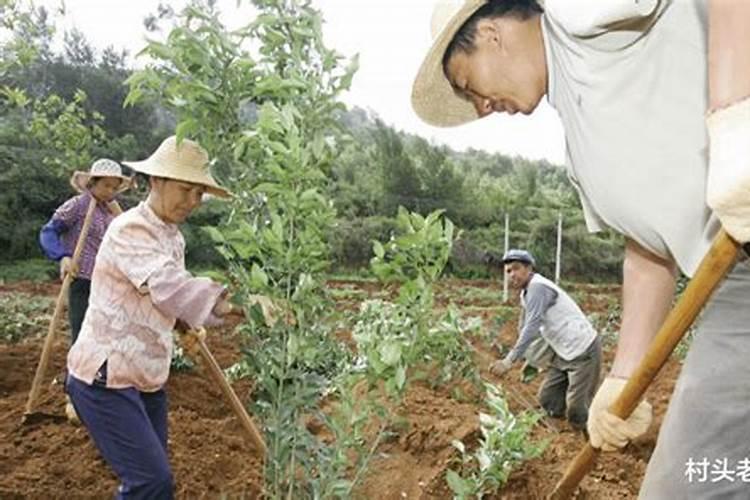 清明节植树有什么意义
