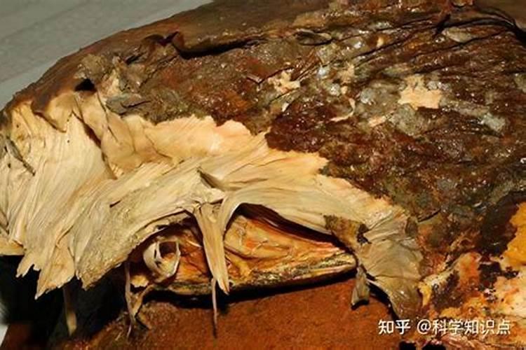 太岁到底长什么样？求图