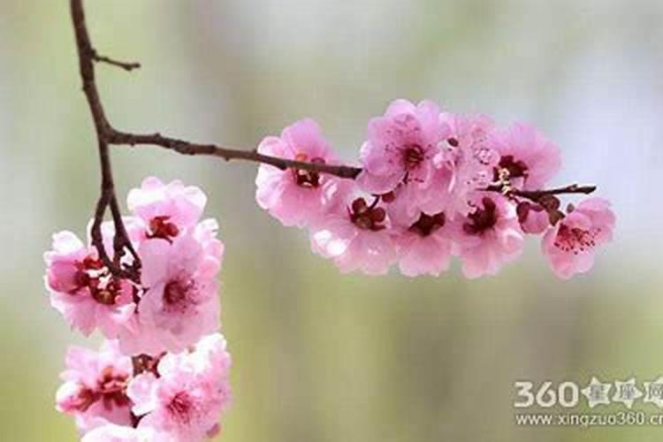 如何化解桃花煞