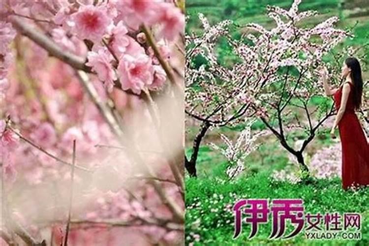 惹人烦恼的烂桃花风水如何化解...