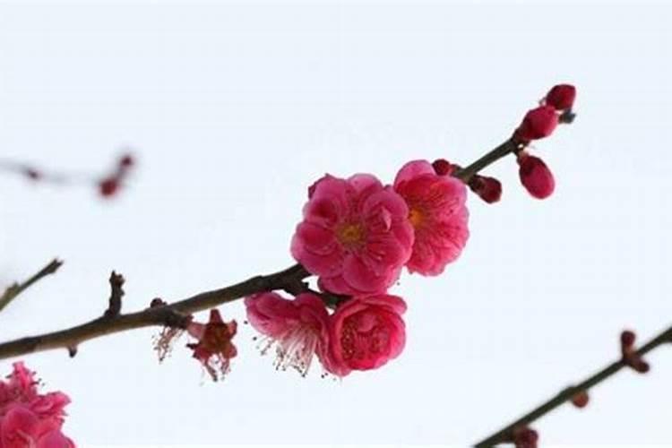 男人桃花劫的后果