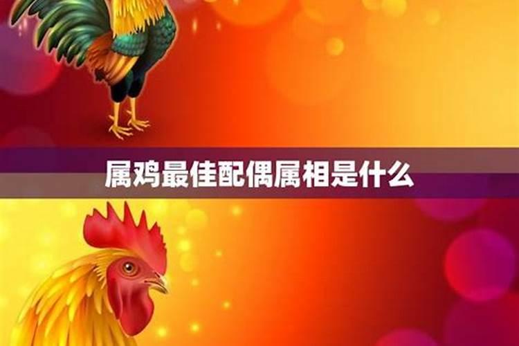 鸡男最合适的婚配是什么属相,属鸡男和什么属相最配