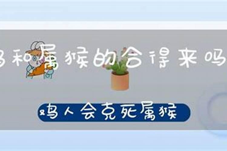 属猴和属鸡的属相婚姻,猴子和属鸡生肖相配吗？