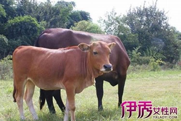 木里大寺的法事活动
