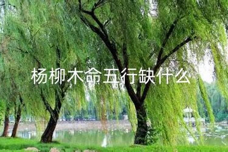 寅虎人2025年运势