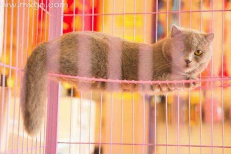 梦到猫死了 梦到猫死了什么预兆