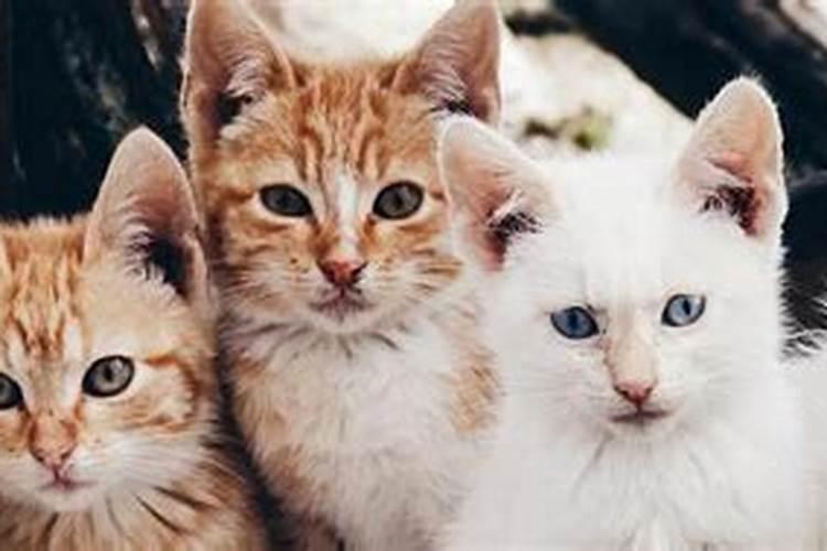女人梦到猫死了预示着什么
