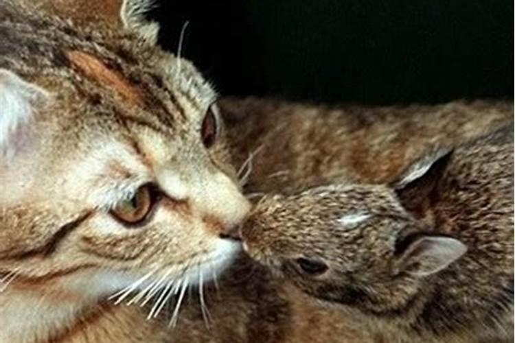 梦见好多猫都死了的预兆