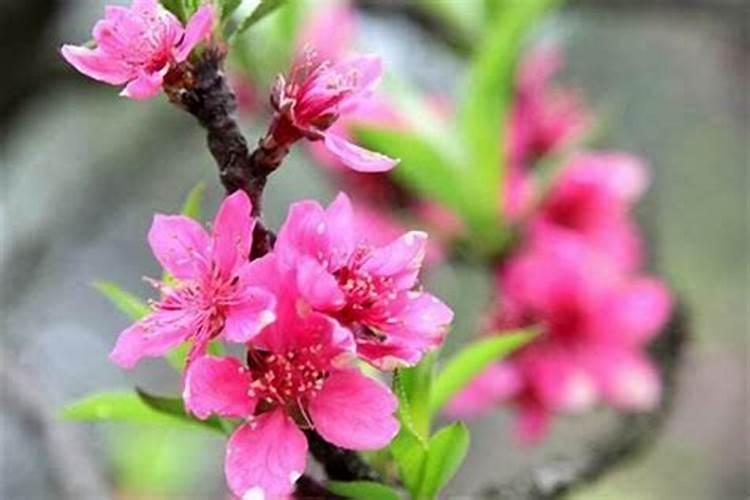 招正缘桃花最厉害的花,什么花能招来正缘人