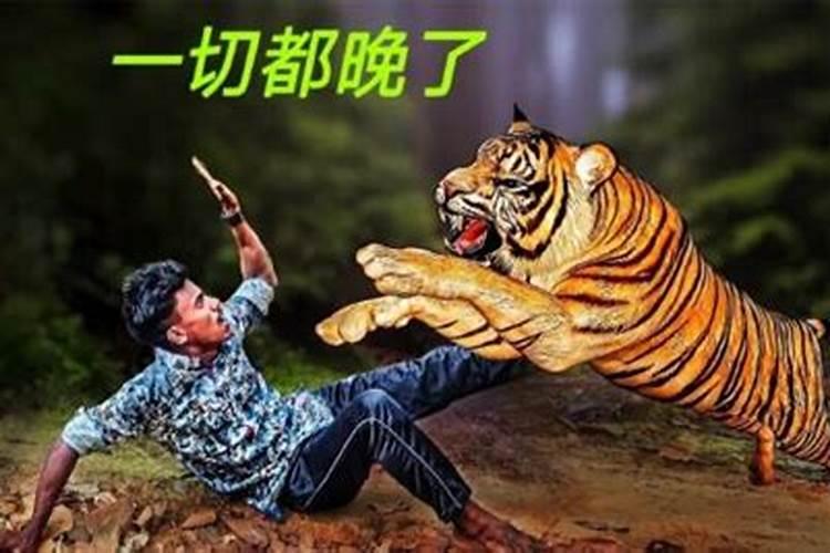 梦见老虎攻击自己是什么预兆