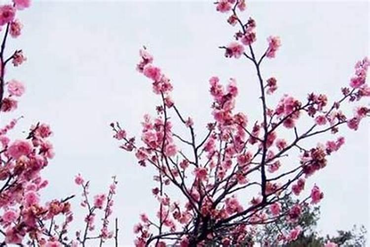 梦见前女友来我家的预兆
