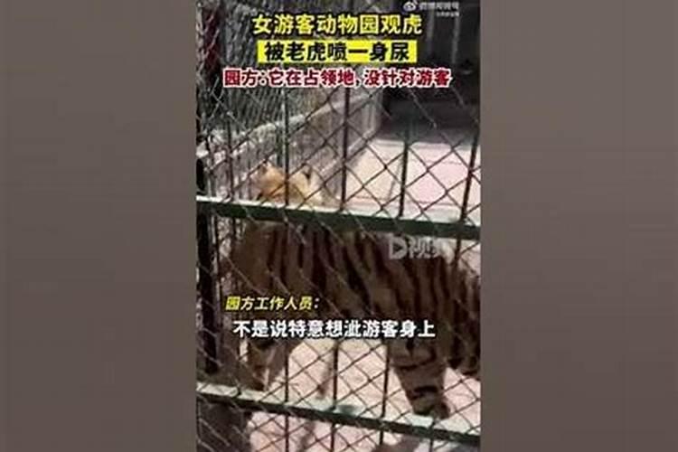 属猪的1971年阳历11月17日生是什么命运？