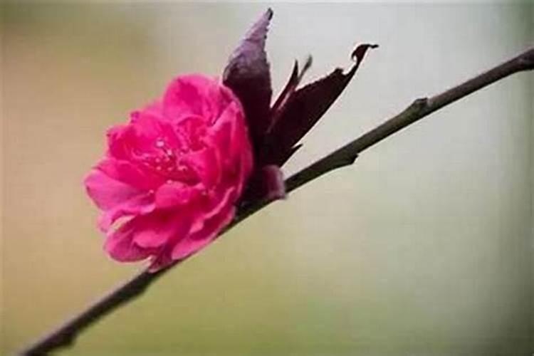 腊月二十二什么日子