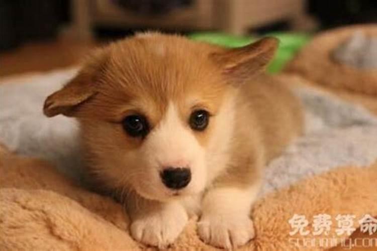 生肖属狗的人在九月九重阳节这天出生好不好？