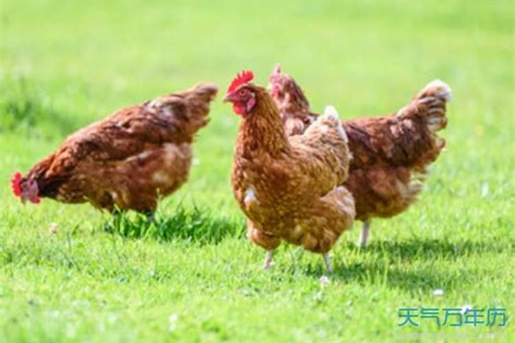 解析:刑冲合害