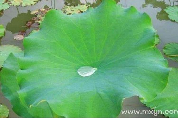 女人梦见水里的荷叶是什么意思