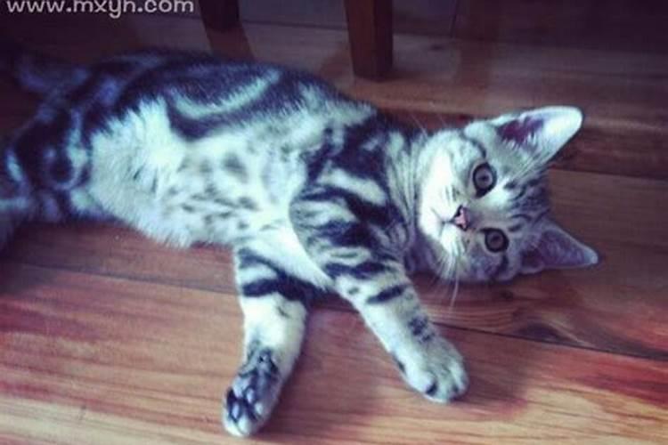 梦到自己家养的猫死了,哭得很伤心