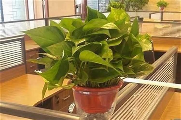 男人犯桃花运是好还是坏