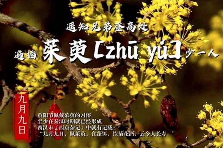 重阳节插艾草还是茱萸