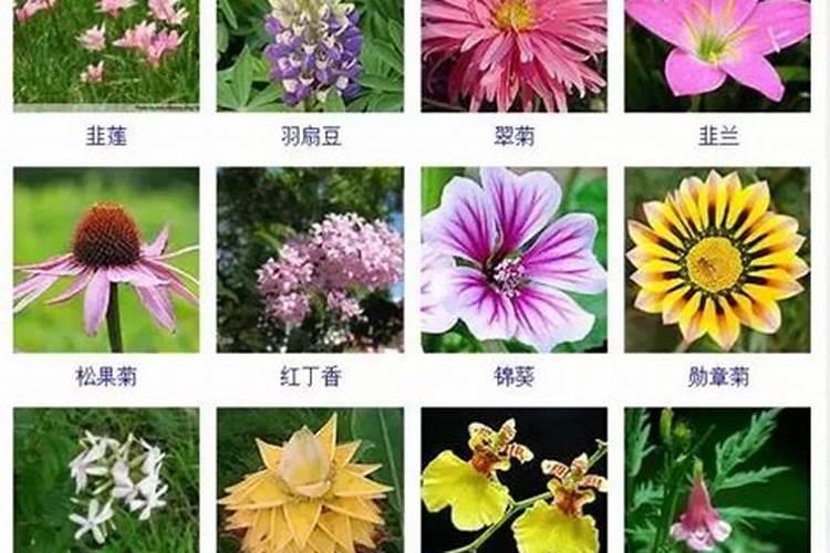 有哪些是严冬开花的植物