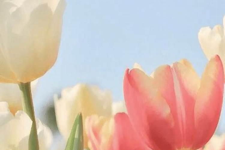 属鼠的中秋节出生命运怎么样？八月十五中秋出生的属鼠人好吗