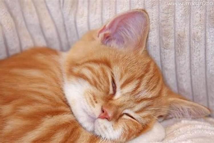 梦见猫抱着脚的预兆