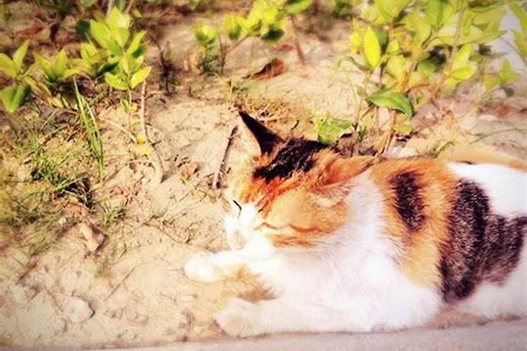 梦见自己被黄猫抱住脚