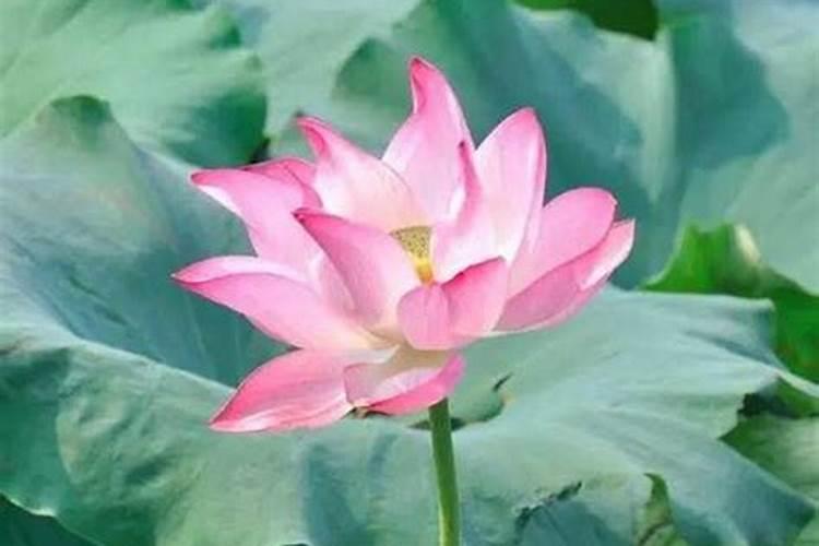 梦见黄花的预兆