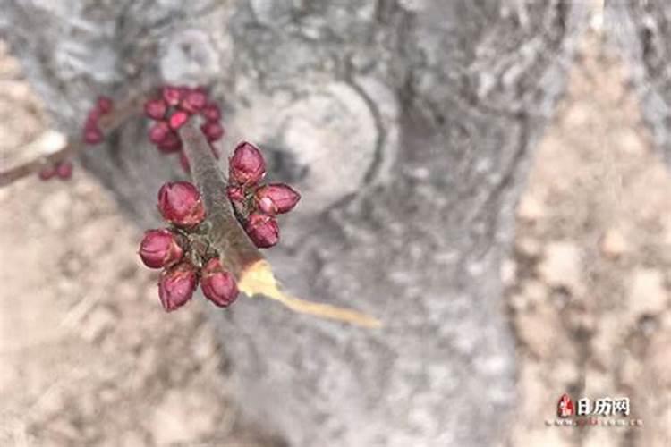 立春时节的习俗