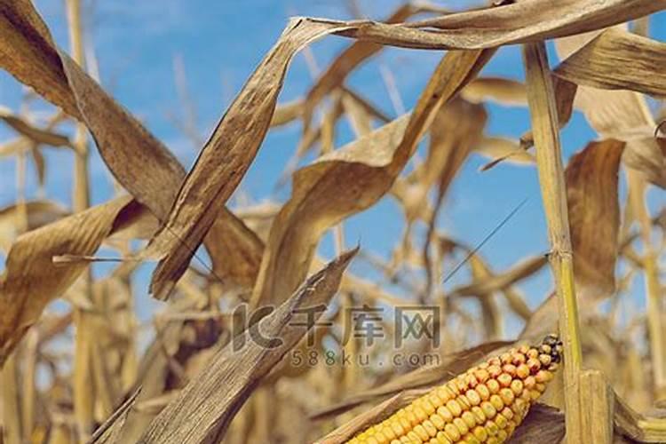 梦见收割玉米是什么意思