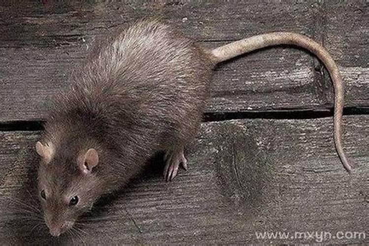 女人梦见老鼠十大预兆