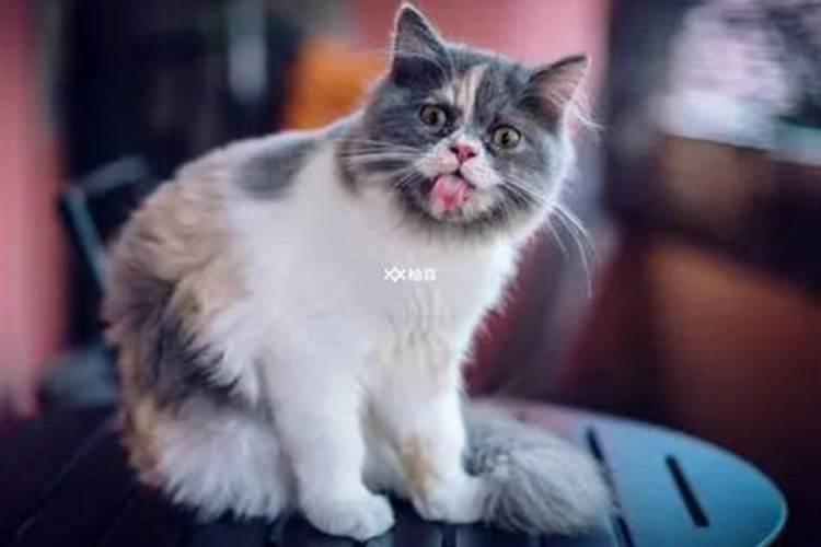 孕妇做梦梦见猫是什么意思 孕妇做梦梦见猫的意思