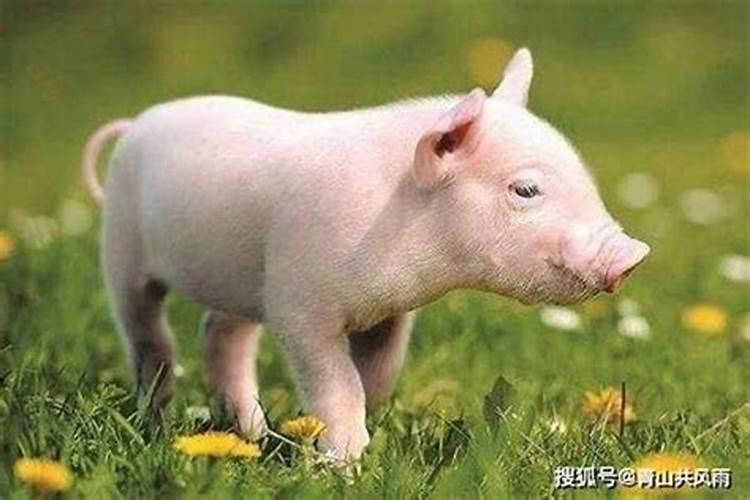 95年属猪女人一生的命运如何事业有成？
