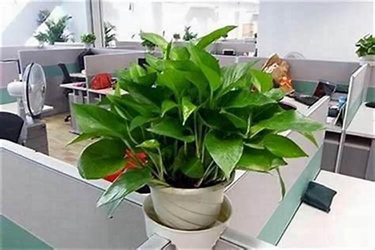 防小人应种什么植物