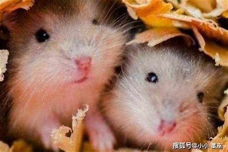 梦到大瘟疫是什么意思？