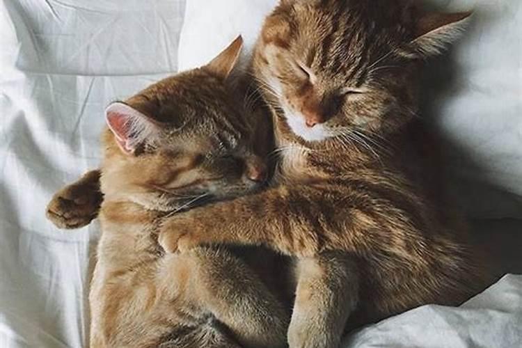 周公解梦梦见猫咪生了小猫,梦见猫来亲近我