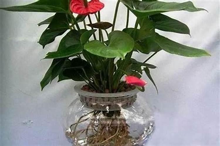 盆栽什么花最旺风水