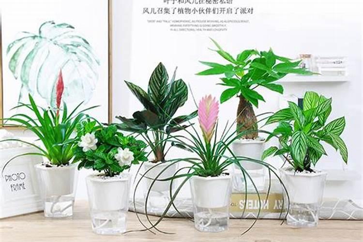 家里种什么盆栽旺风水 摆放吊兰可令居住者招财？