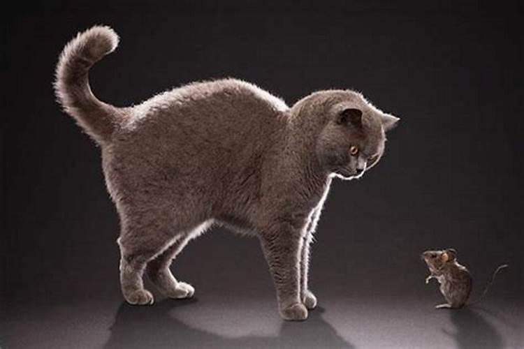 梦见猫抓老鼠是什么意思