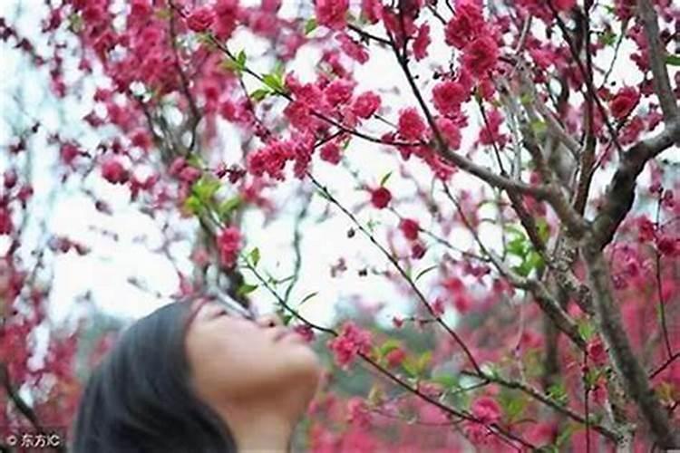 本命年犯桃花运是什么意思啊 本命年犯桃花的影响？