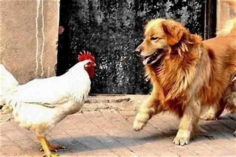 鸡狗八字有合的吗金鸡玉犬破解之法