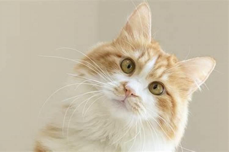 梦见猫生小猫是什么预兆