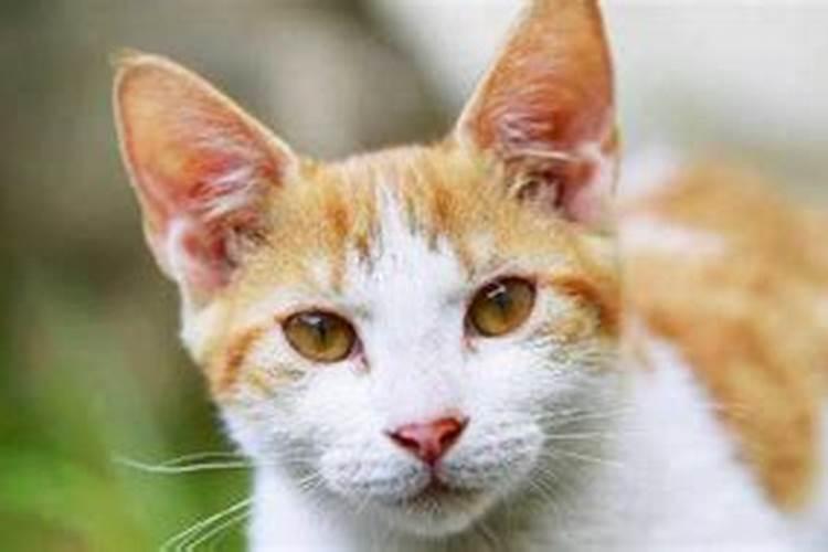 梦见猫生小猫是什么预兆