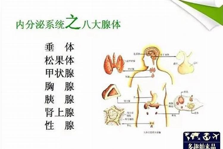 重阳节的寓意和象征