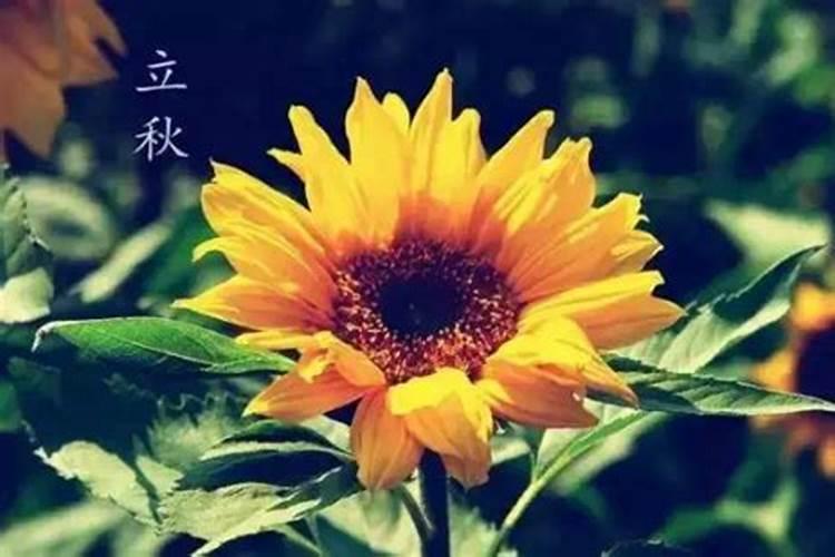 2024年今年几月份立秋八月几号立秋